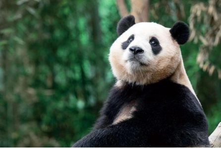 韩媒：韩国民众请愿政府续签大熊猫“福宝”租约并将其安置在首尔大公园。 公园回应